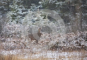 A White-tailed deer buck with a huge neck standing in the falling snow during the rut season in Canada