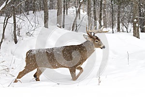 A White-tailed deer buck with a huge neck standing in the falling snow during the rut season in Canada