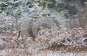 A White-tailed deer buck with a huge neck standing in the falling snow during the rut season in Canada