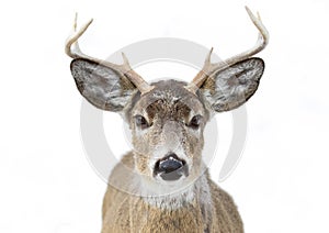 White-tailed deer buck isolated on white background with huge antlers in Canada