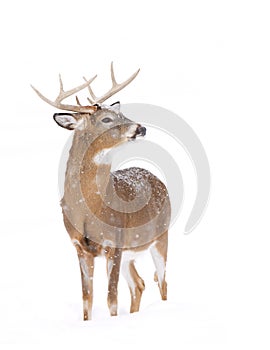 White-tailed deer buck isolated on white background standing in the falling snow in Canada