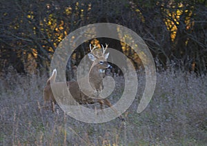 A white-tailed deer buck jumping through the air after a doe in the forest during the rut