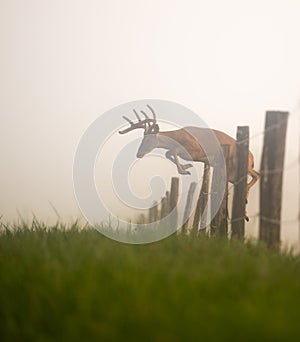 White-tailed deer buck jumping a fence