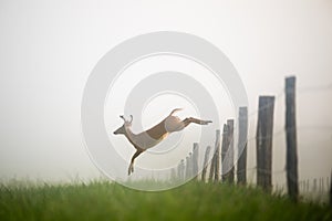 White-tailed deer buck jumping a fence