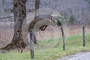 White Tailed Deer Buck jumps a fence in Cades Cove.