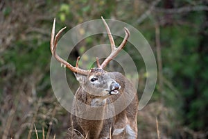 White-tailed deer buck lip curl