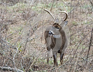 White Tailed Deer Buck is looking around.