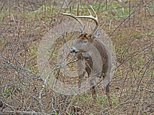 White Tailed Deer Buck is looking around.