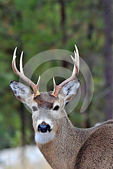 White Tailed Deer-Buck, Montana.