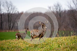 White-tailed deer buck odocoileus virginianus chasing a doe during the rut in Wisconsin