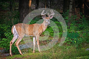 White-tailed Deer Buck (Odocoileus virginianus) with Large Antlers in Velvet