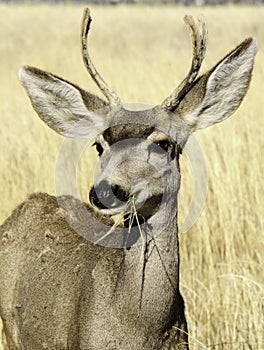 White-Tailed Deer Buck Odocoileus virginianus, roaming in the Tall Grass