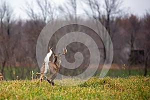 White-tailed deer buck odocoileus virginianus running with tail up in the Wisconsin rut