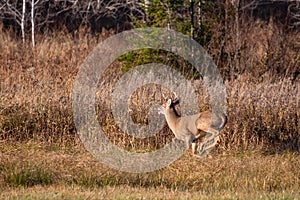 White-tailed deer buck  odocoileus virginianus running in a Wausau, Wisconsin hayfield in November