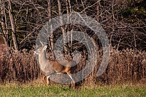 White-tailed deer buck  odocoileus virginianus standing alert in a Wausau, Wisconsin hayfield in November