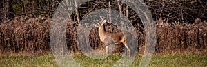 White-tailed deer buck  odocoileus virginianus standing alert in a Wausau, Wisconsin hayfield in November