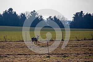 White-tailed deer buck  odocoileus virginianus standing in a Wausau, Wisconsin hayfield in November