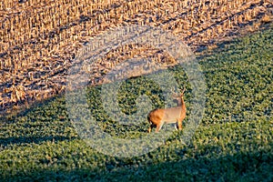 White-tailed deer buck  odocoileus virginianus standing in a Wausau, Wisconsin hayfield in November