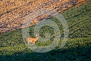 White-tailed deer buck  odocoileus virginianus standing in a Wausau, Wisconsin hayfield in November doing the flehman response