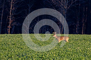 White-tailed deer buck  odocoileus virginianus standing in a Wisconsin hayfield in November