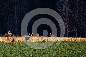 White-tailed deer buck  odocoileus virginianus walking in a Wausau, Wisconsin hayfield in November