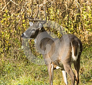 White Tailed Deer Buck