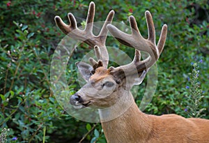 White-tailed deer buck portrait with velvet antlers in spring in Canada