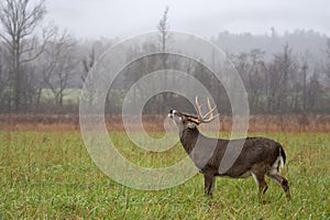 White-tailed deer buck in rain photo