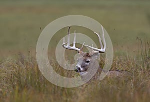 A White-tailed deer buck resting in the grass in autumn during the rut in Canada