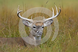 A White-tailed deer buck resting in the grass during the rut in autumn in Canada