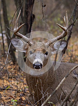 A White-tailed deer buck resting in the grass during the rut in autumn in Canada