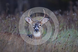 A White-tailed deer buck resting in the meadow during the autumn rut in Canada