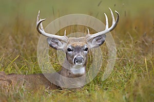 A White-tailed deer buck resting in the meadow during the autumn rut in Canada