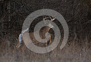 A White-tailed deer buck running in a meadow in autumn rut in Canada