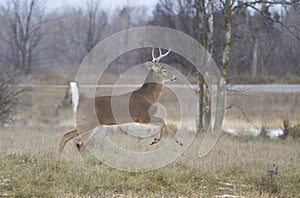 A White-tailed deer buck running through the meadow after a doe during the rut in Canada