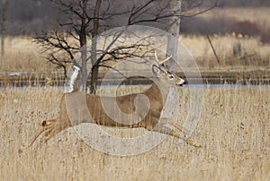 A White-tailed deer buck running through the meadow after a doe during the rut in Canada