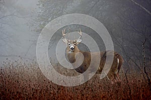White-tailed deer buck in rut