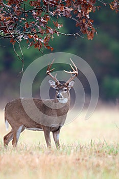 White-tailed deer buck rut behavior