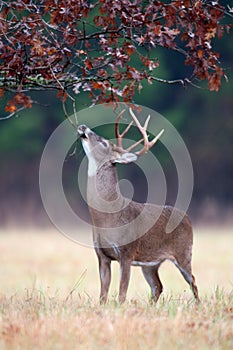 White-tailed deer buck rut behavior photo