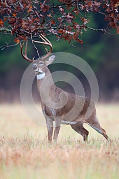 White-tailed deer buck rut behavior