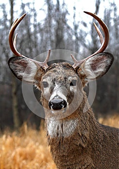 A White-tailed deer buck in rut in the forest