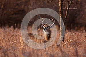 White-tailed deer buck photo