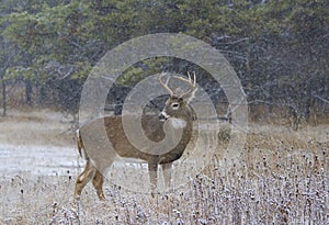 A white-tailed deer buck standing in the falling snow