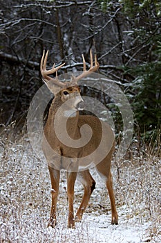 A White-tailed deer buck standing in a field in winter snow in Canada