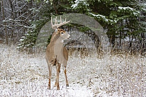 White-tailed deer buck standing in the field in winter snow in Canada