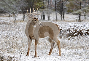 A White-tailed deer buck standing in the field in the winter snow in Canada