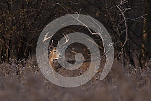 A White-tailed deer buck standing in a meadow in autumn rut in Canada