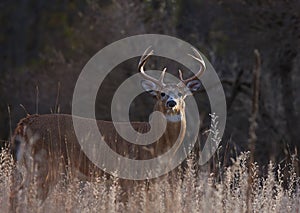 A White-tailed deer buck standing in a meadow in autumn rut in Canada