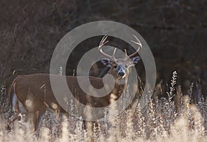 A White-tailed deer buck standing in a meadow in autumn rut in Canada