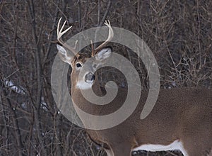 A White-tailed deer buck standing in a snowy meadow in autumn rut in Canada